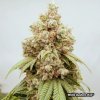 white gushers 33 b