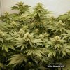 white gushers 33 d