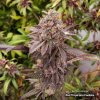 red tropicana cookies b