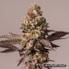 red tropicana cookies