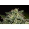 HSO SAPHIRE OG Humboldt Seeds Sapphire OG feminizovaná 2
