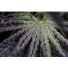 HSO SAPHIRE OG Humboldt Seeds Sapphire OG feminizovaná 4
