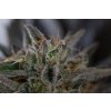 HSO SAPHIRE OG Humboldt Seeds Sapphire OG feminizovaná 5