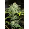 HSO SAPHIREOG 0055