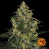 Barney´s Farm Blue Gelato 41, feminizovaná