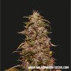 Kalashnikov Seeds Big Altai Sativa Express feminizovaná