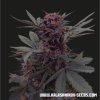 Kalashnikov Seeds Babushka Black Auto feminizovaná autoflowering