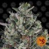 bubblegum gelato barneys farm hanfsamen weed semillas cannabis graines
