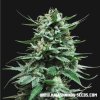 Kalashnikov Seeds Northern Russian Auto feminizovaná autoflowering