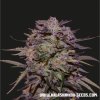 Kalashnikov Seeds Purple Russian Express feminizovaná