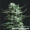 Kalashnikov Seeds Siberian Haze feminizovaná