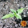 Barney´s Farm CBD Critical Cure, feminizovaná