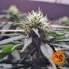 Barney´s Farm CBD Critical Cure, feminizovaná