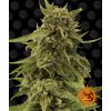 Barney´s Farm CBD Critical Cure, feminizovaná