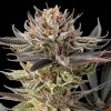 lemon tree 2 0