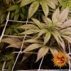 Barney´s Farm Chronic Thunder feminizovaná