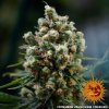 Barney´s Farm Critical Kush feminizovaná