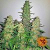 Barney´s Farm Critical Kush feminizovaná