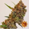 Barney´s Farm Critical Kush feminizovaná