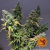 Barney´s Farm Critical Kush feminizovaná