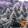 Barney´s Farm Critical Kush feminizovaná