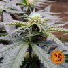 Barney´s Farm Critical Kush feminizovaná
