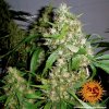Barney´s Farm Critical Kush Auto feminizovaná autoflowering