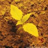 Barney´s Farm Critical Kush Auto feminizovaná autoflowering