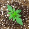 Barney´s Farm Critical Kush Auto feminizovaná autoflowering