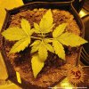 Barney´s Farm Critical Kush Auto feminizovaná autoflowering