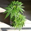 Barney´s Farm Critical Kush Auto feminizovaná autoflowering