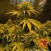 Barney´s Farm Critical Kush Auto feminizovaná autoflowering