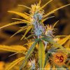 Barney´s Farm Critical Kush Auto feminizovaná autoflowering