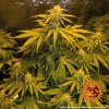 Barney´s Farm Critical Kush Auto feminizovaná autoflowering