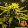 Barney´s Farm Critical Kush Auto feminizovaná autoflowering