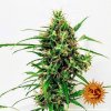Barney´s Farm Critical Kush Auto feminizovaná autoflowering