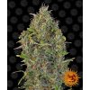 Barney´s Farm Critical Kush Auto feminizovaná autoflowering