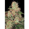 Paradise Seeds Auto Acid feminizovaná autoflowering 2