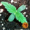 Barney´s Farm CBD Lemon Potion Auto feminizovaná autoflowering