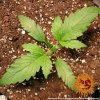 Barney´s Farm CBD Lemon Potion Auto feminizovaná autoflowering
