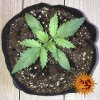 Barney´s Farm CBD Lemon Potion Auto feminizovaná autoflowering