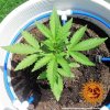 Barney´s Farm CBD Lemon Potion Auto feminizovaná autoflowering