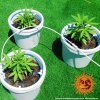 Barney´s Farm CBD Lemon Potion Auto feminizovaná autoflowering