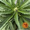 Barney´s Farm CBD Lemon Potion Auto feminizovaná autoflowering
