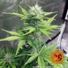 Barney´s Farm CBD Lemon Potion Auto feminizovaná autoflowering