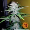 Barney´s Farm CBD Lemon Potion Auto feminizovaná autoflowering