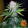Barney´s Farm CBD Lemon Potion Auto feminizovaná autoflowering