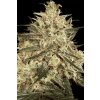 Paradise Seeds Atomical Haze feminizovaná 1