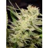 Paradise Seeds Auto Jack feminizovaná autoflowering 3