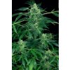 Paradise Seeds Auto Jack feminizovaná autoflowering 2